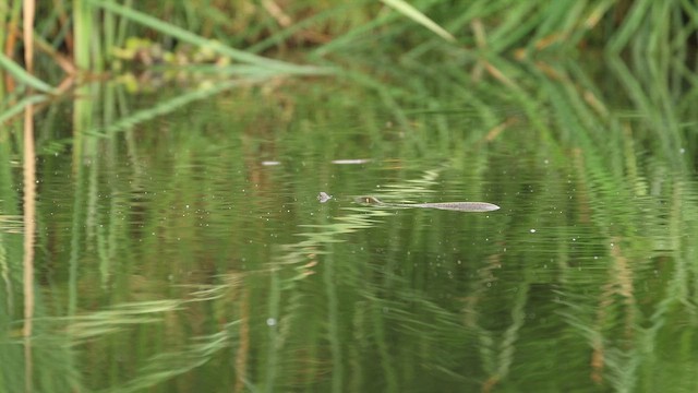 ナミヘビ科 - ML646702269