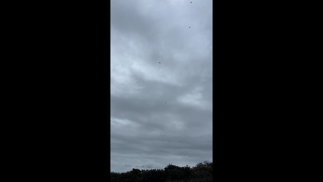 ירגזי זנבתן - ML646702270