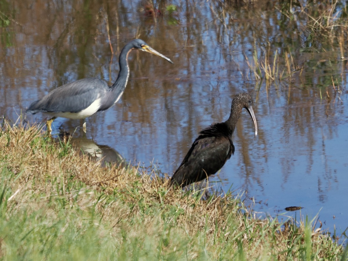 Glossy Ibis - ML646702274