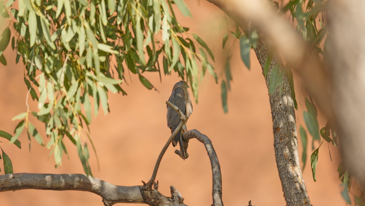 Ошейниковый перепелятник - ML646702276