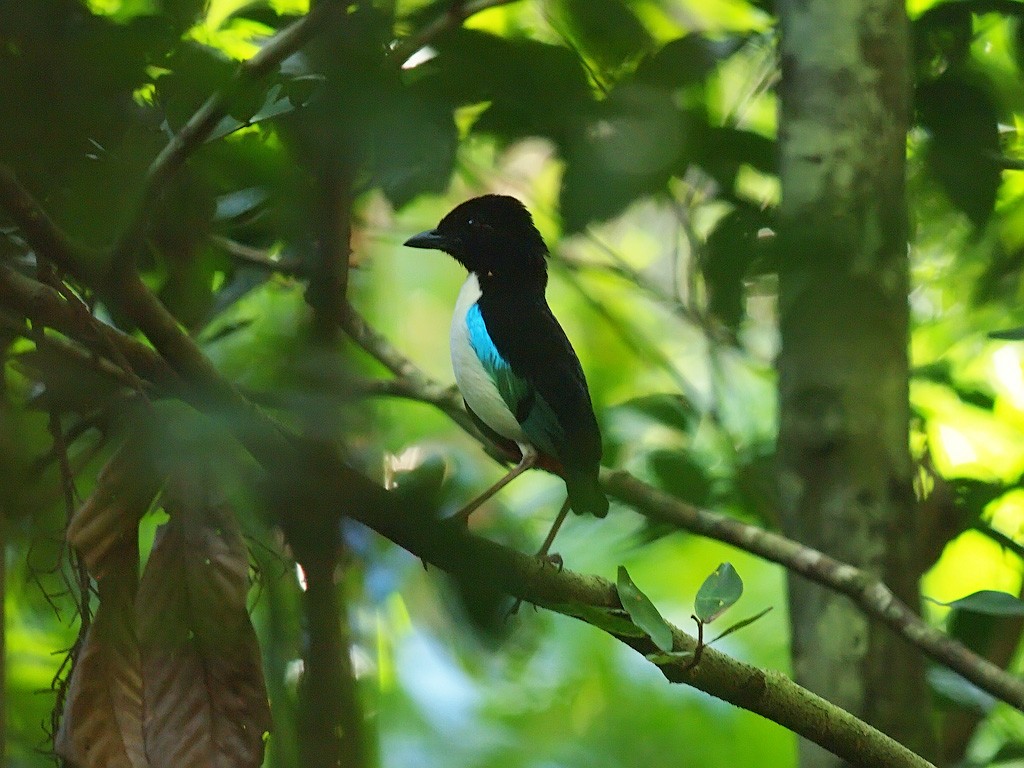 Белобрюхая питта (maxima) - ML646702280