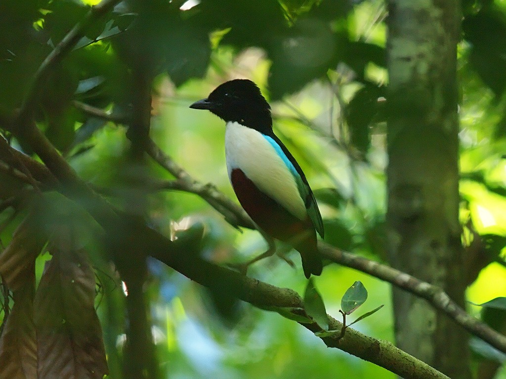 Белобрюхая питта (maxima) - ML646702281