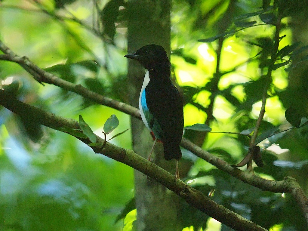 Белобрюхая питта (maxima) - ML646702282