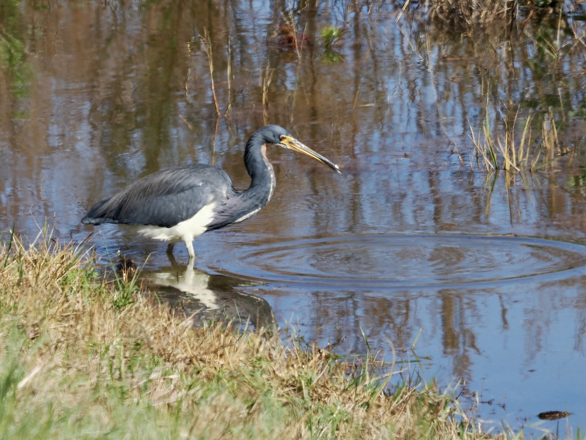 Tricolored Heron - ML646702284
