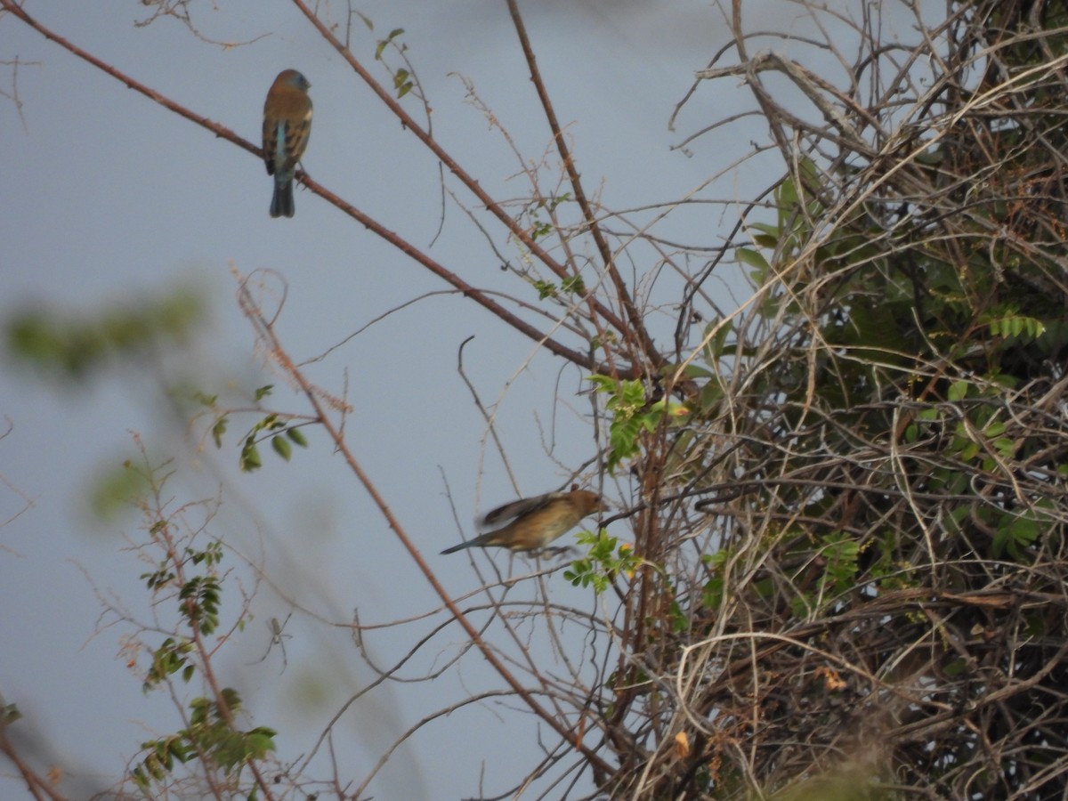 Lazuli Bunting - ML646702285