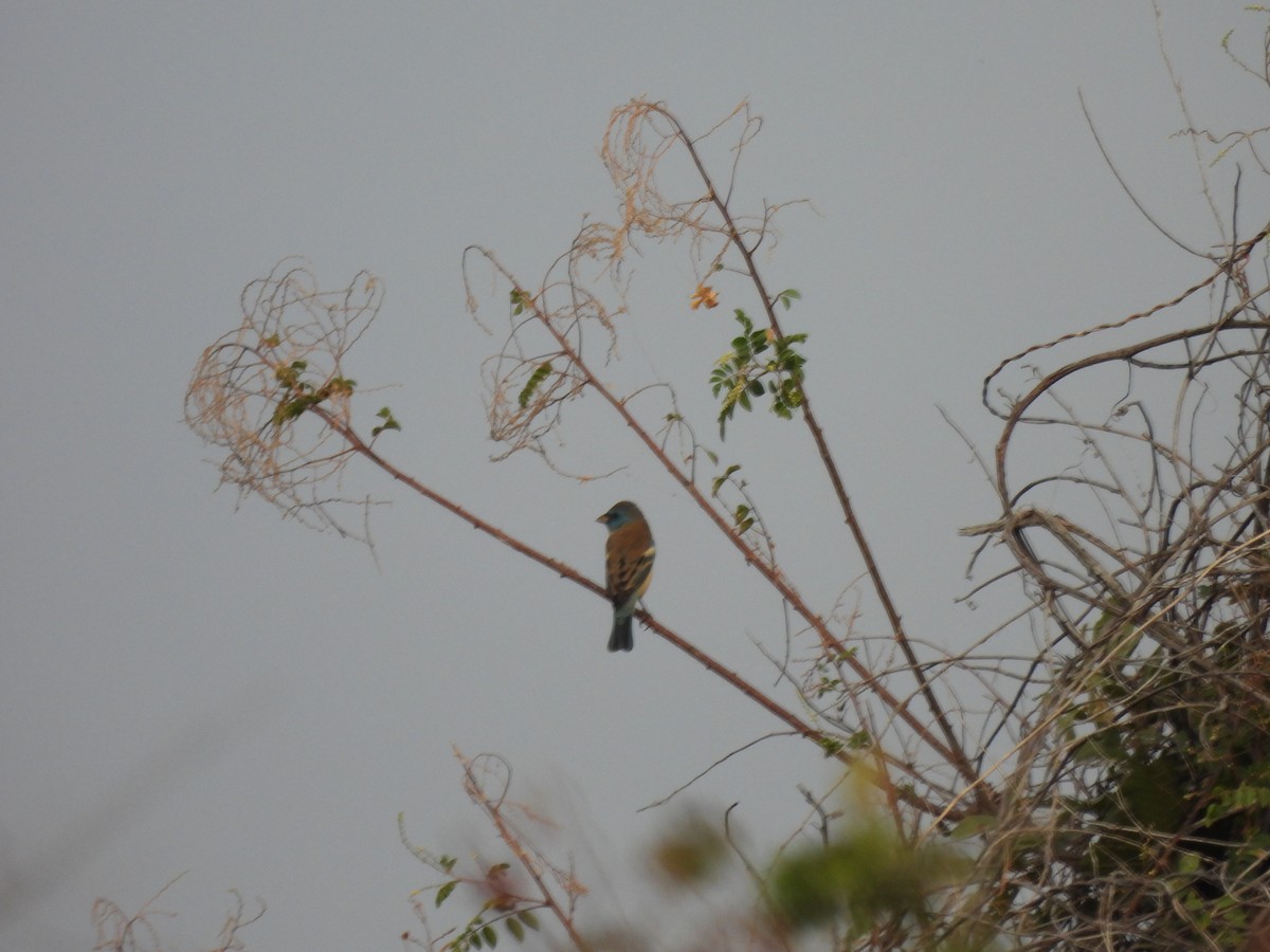 Lazuli Bunting - ML646702286