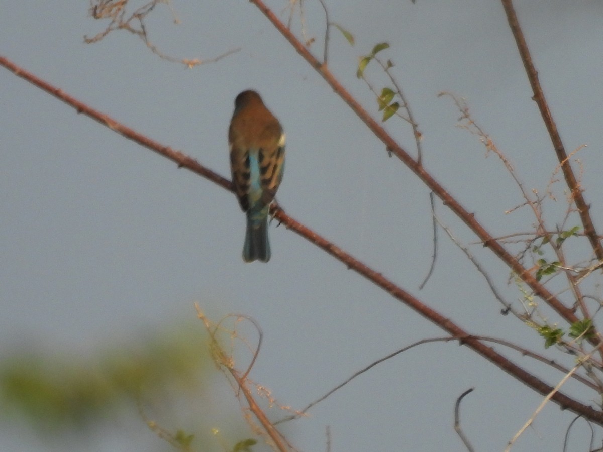 Lazuli Bunting - ML646702287