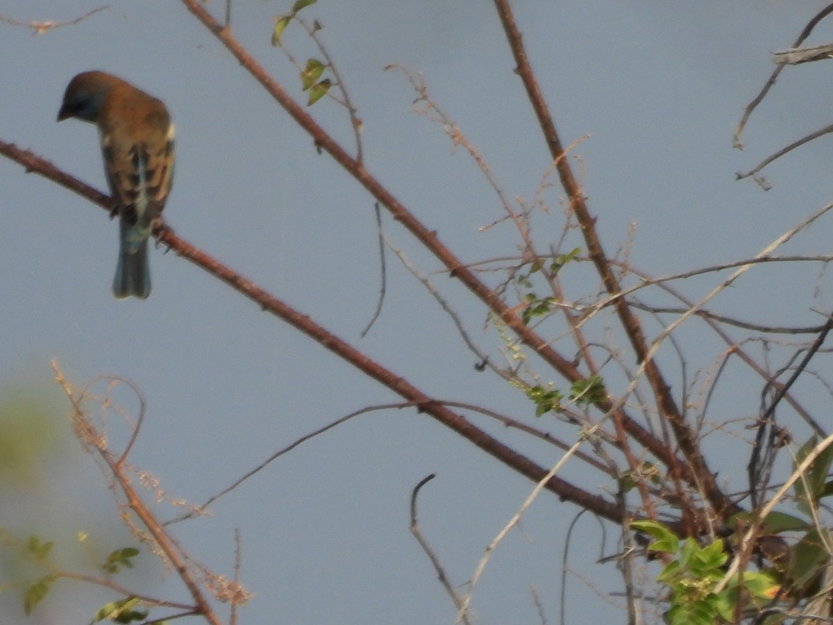 Lazuli Bunting - ML646702290