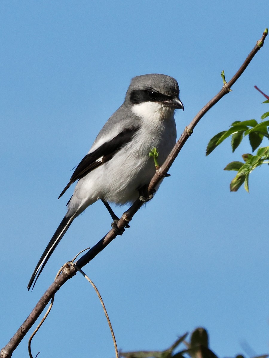Loggerhead Shrike - ML646702294