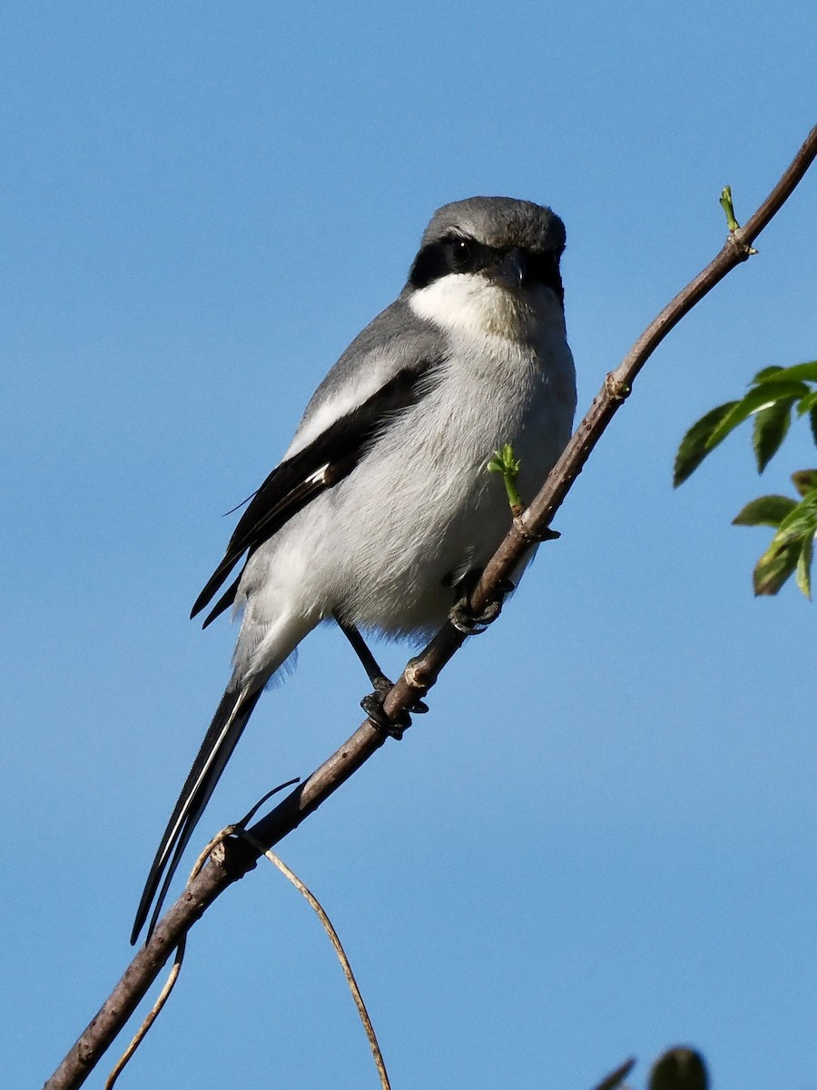 Loggerhead Shrike - ML646702295
