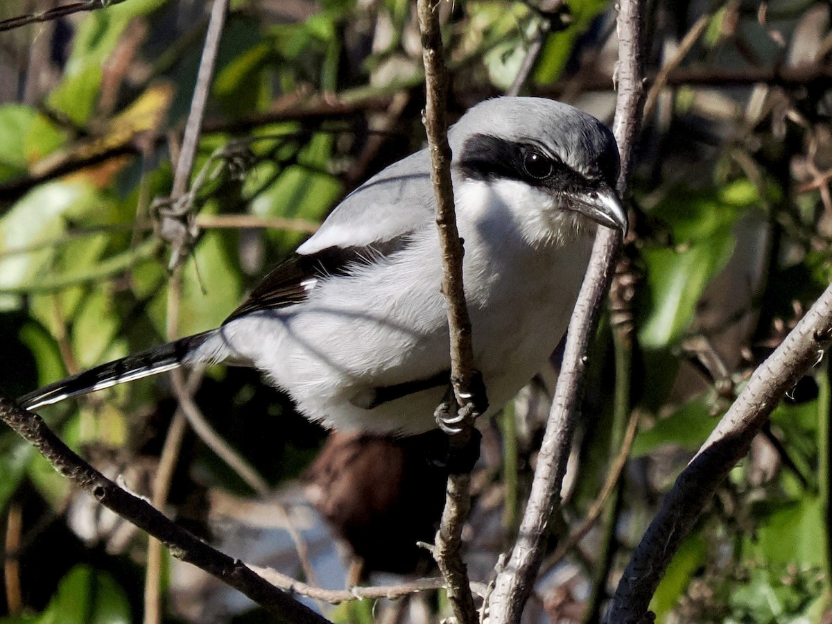 Loggerhead Shrike - ML646702296