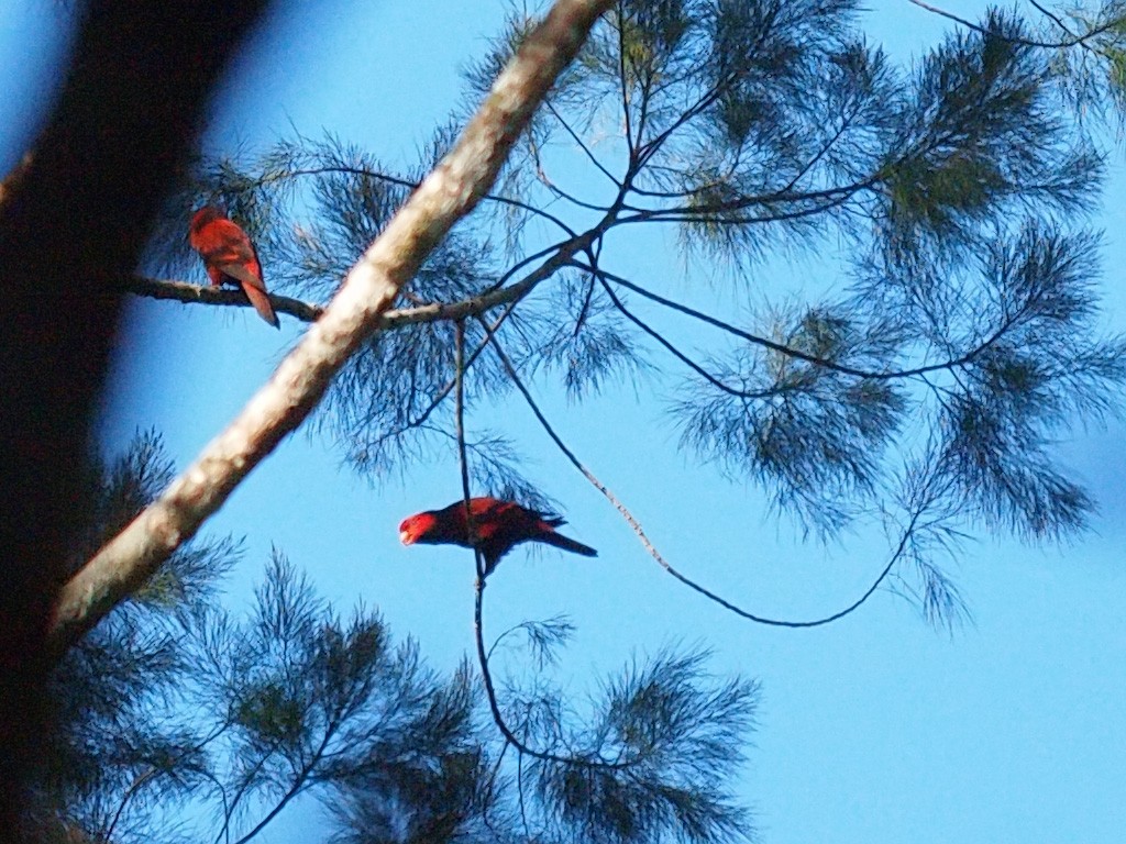 Чешуйчатый лори - ML646702299