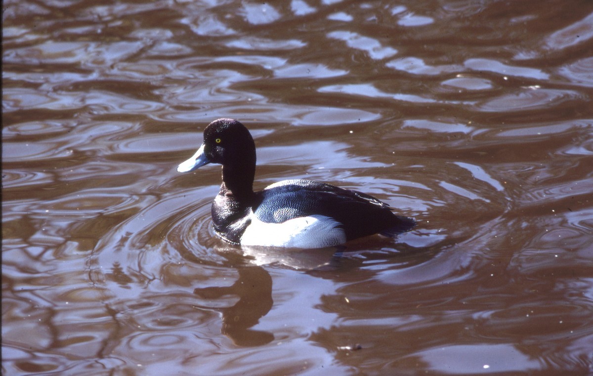 スズガモ - ML646702300