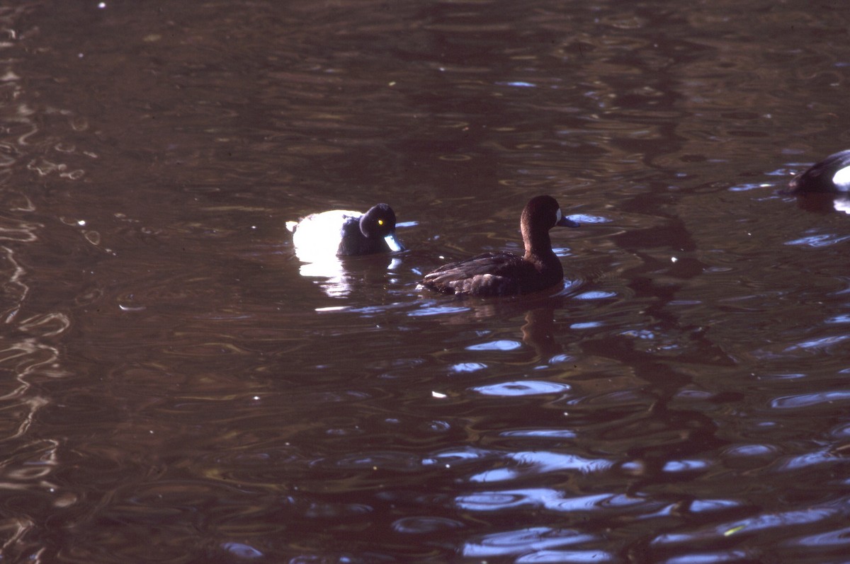 スズガモ - ML646702301