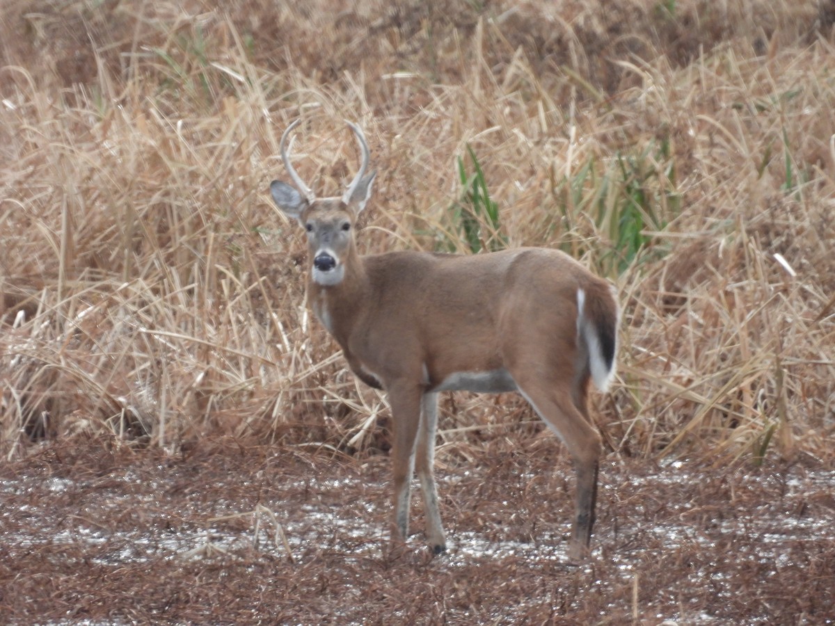 White-tailed Deer - ML646702302