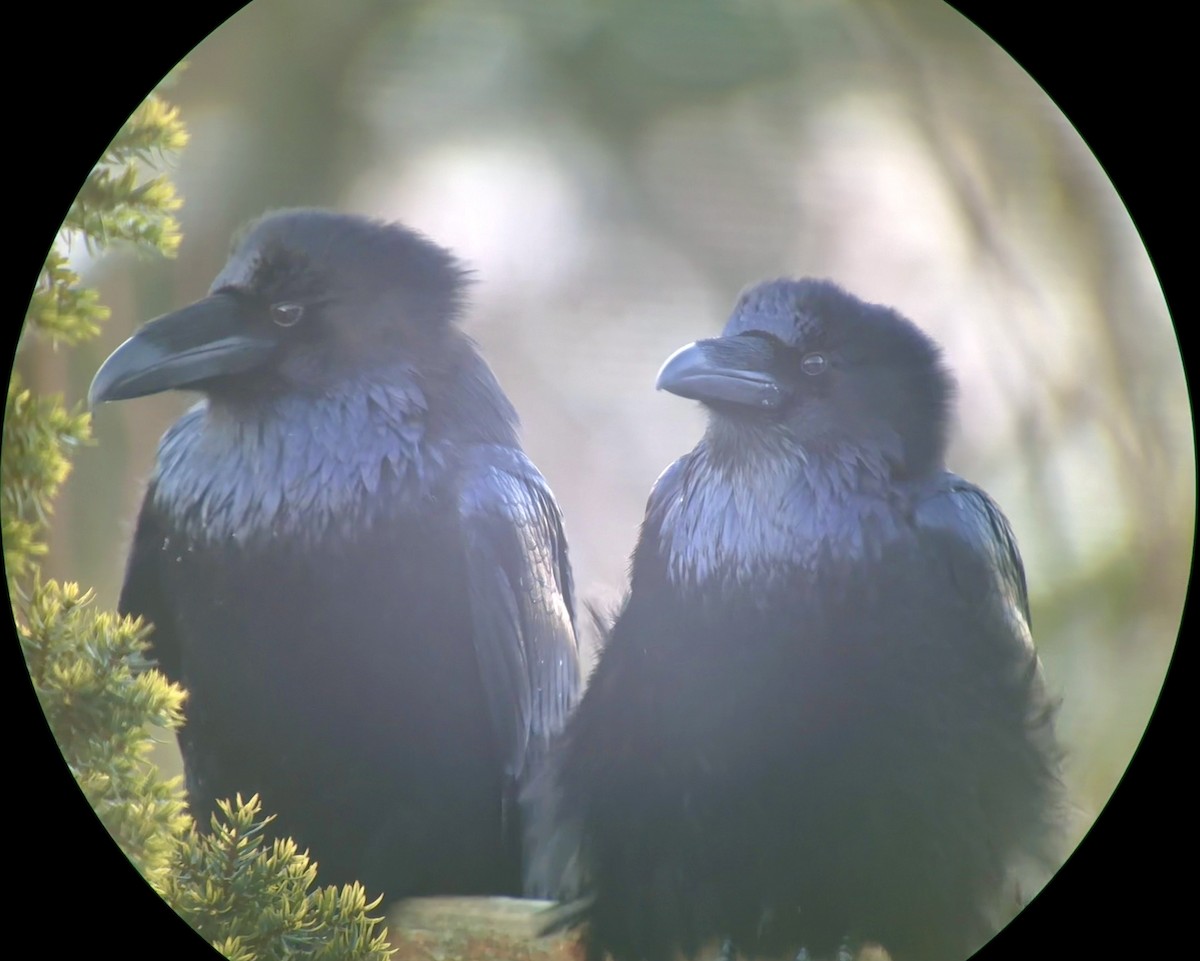 עורב שחור - ML646702305