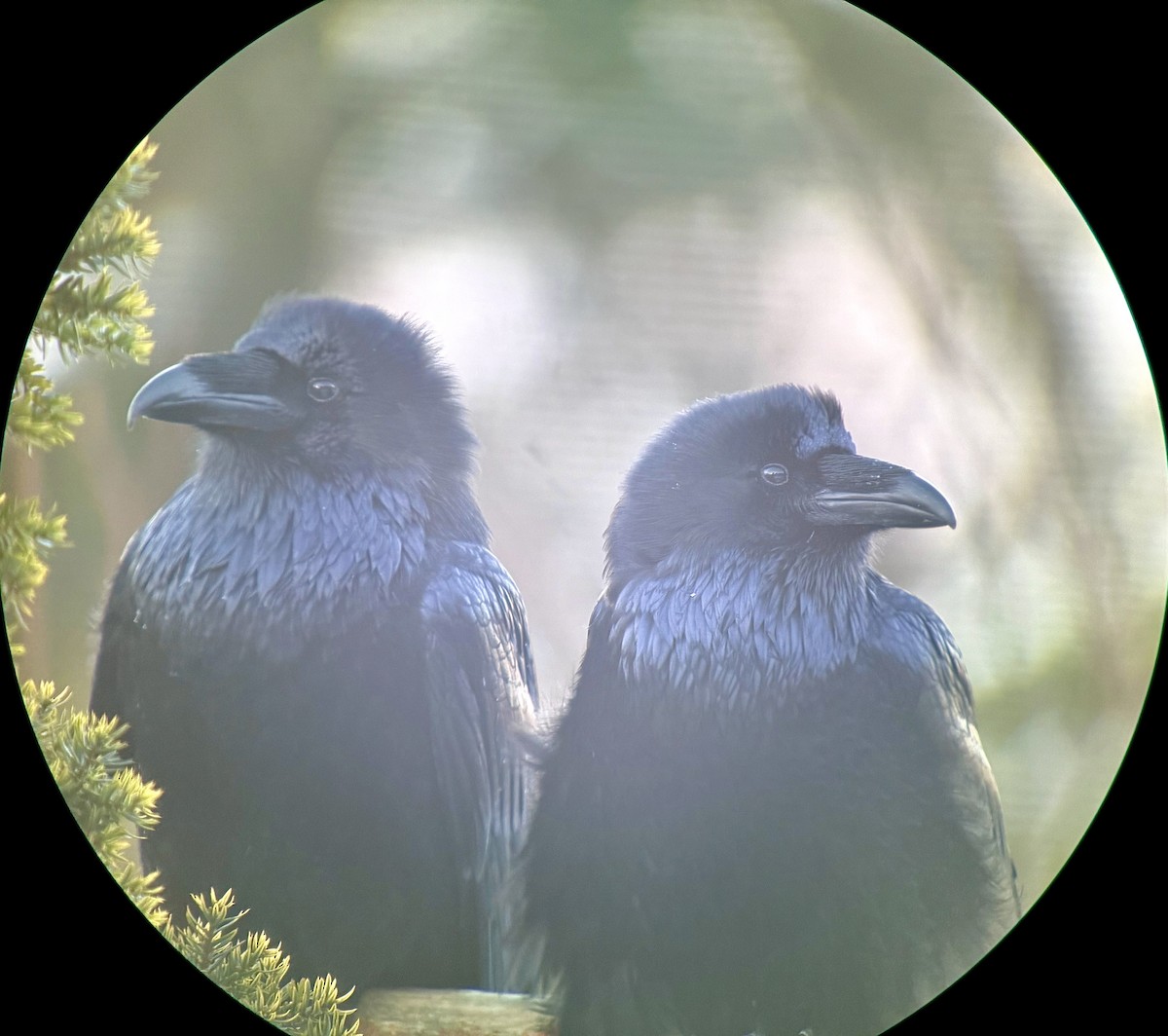 עורב שחור - ML646702306
