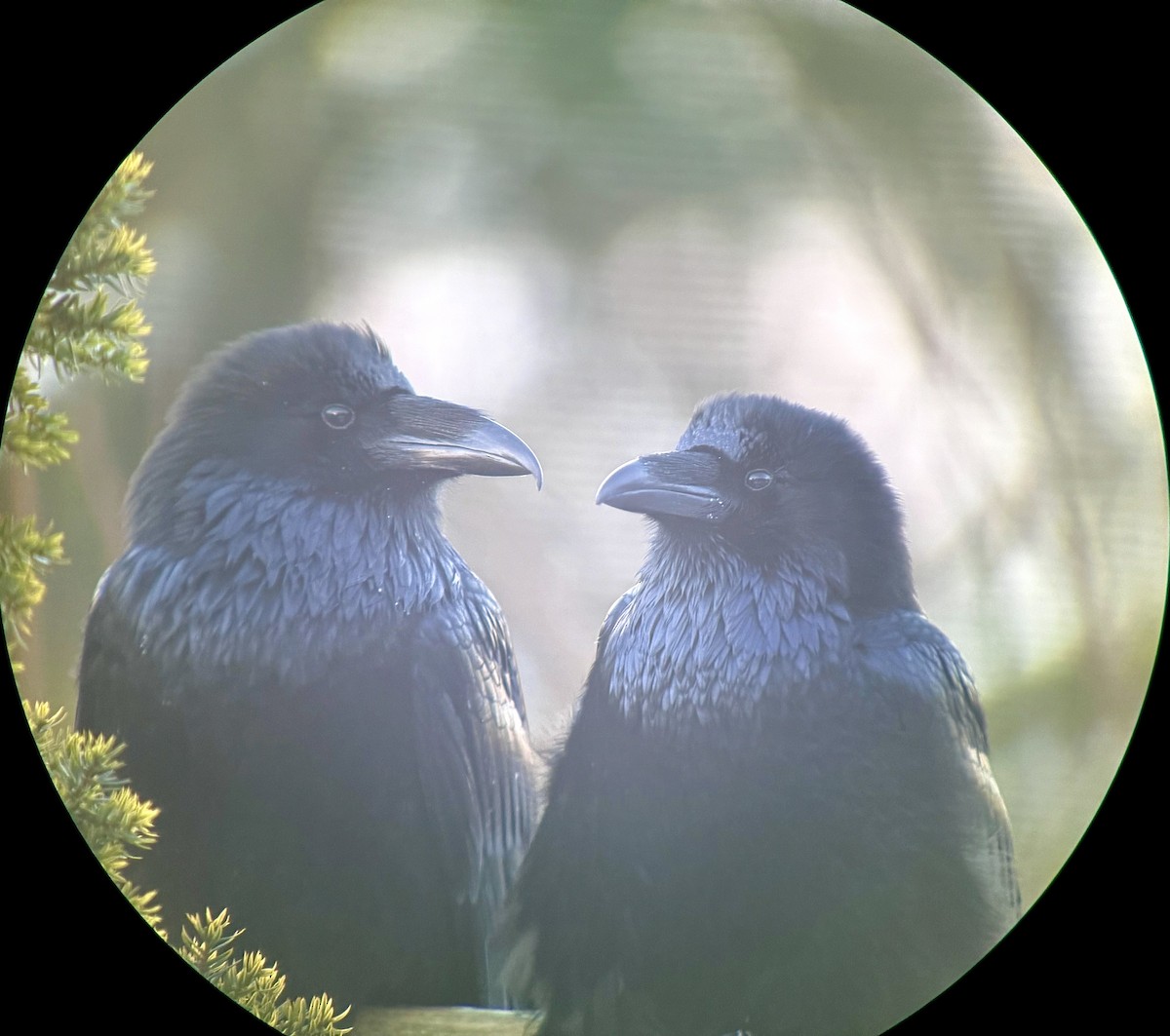 עורב שחור - ML646702307