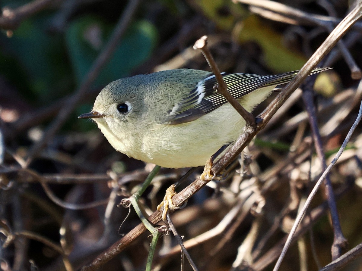 Ruby-crowned Kinglet - ML646702309