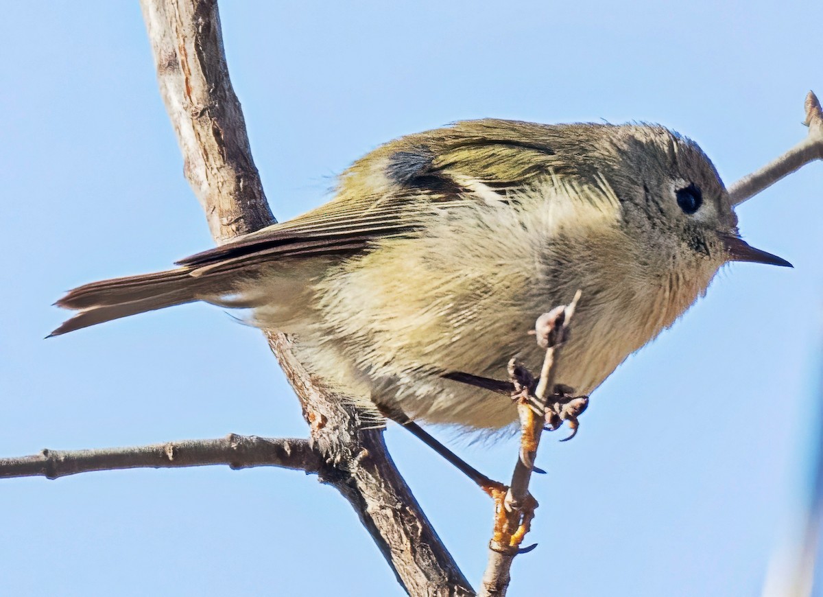 Ruby-crowned Kinglet - ML646702314