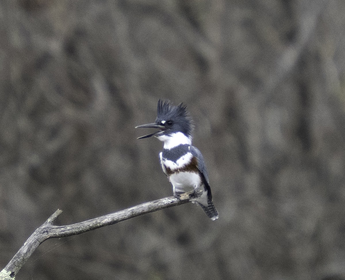 アメリカヤマセミ - ML646702315