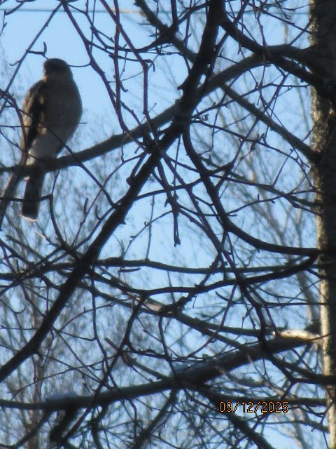 Sharp-shinned Hawk - ML646702316