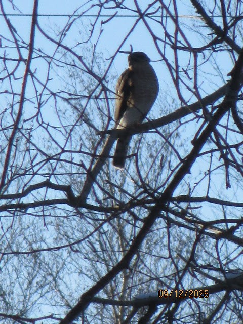 Sharp-shinned Hawk - ML646702317