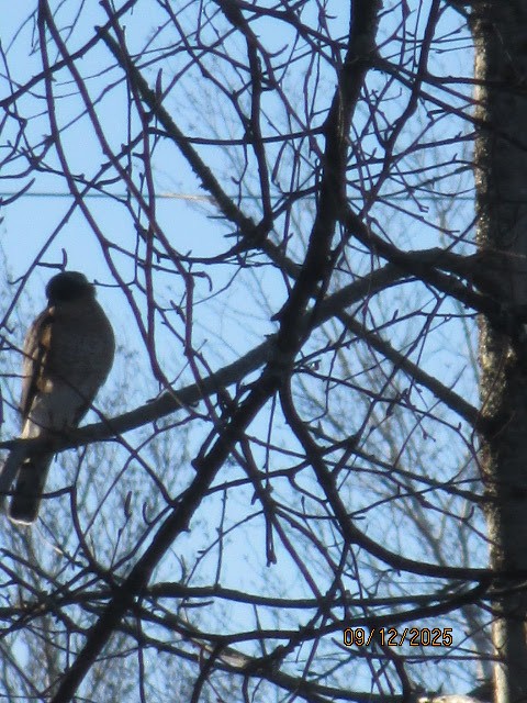Sharp-shinned Hawk - ML646702318