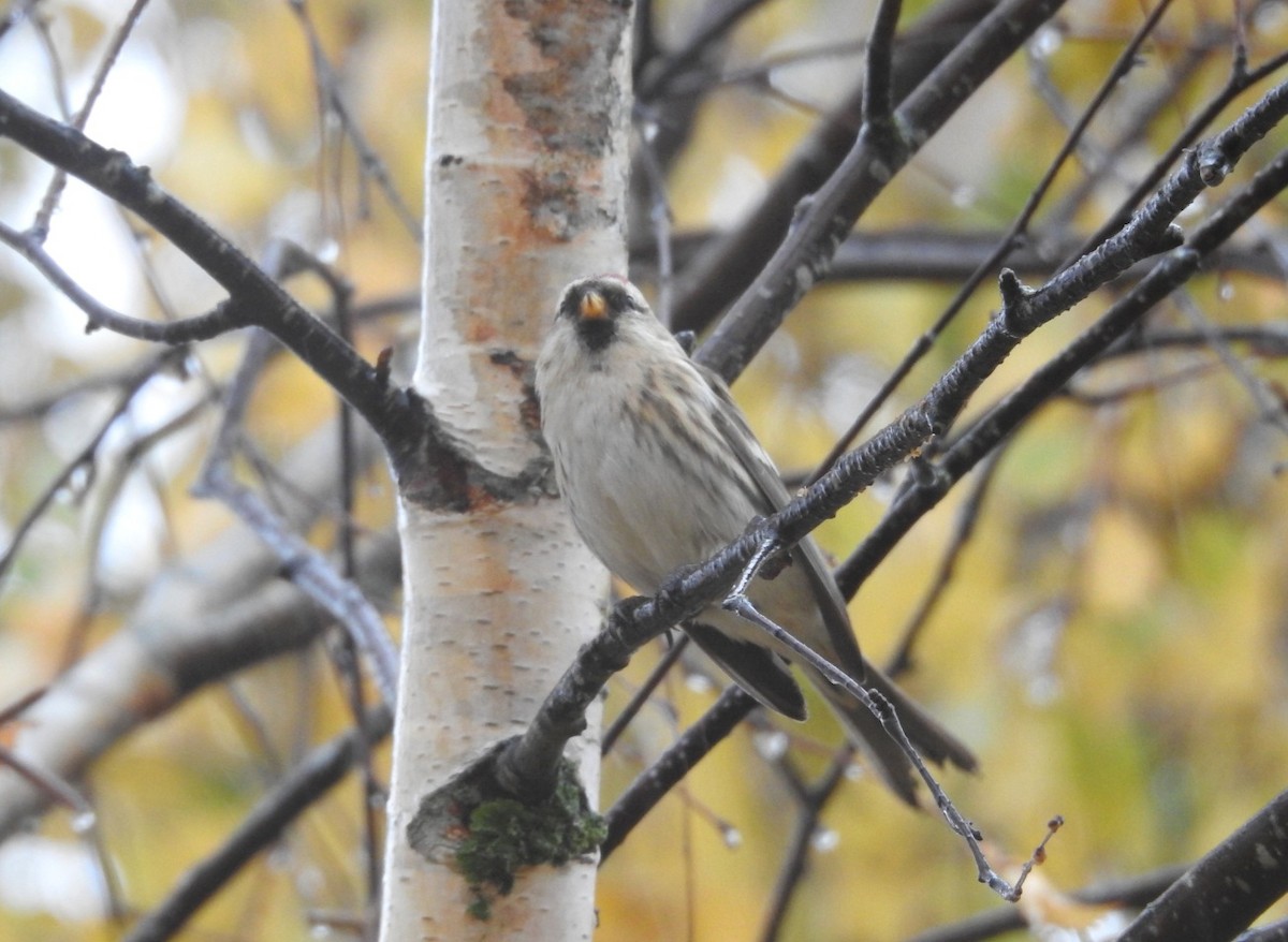 Дөлөн цэгцүүхэй - ML646702322