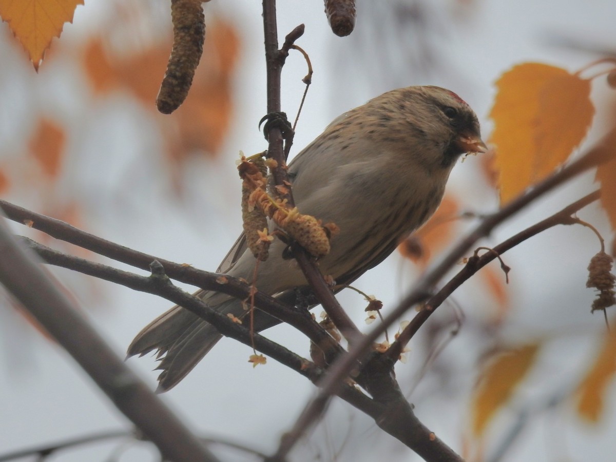 Дөлөн цэгцүүхэй - ML646702323