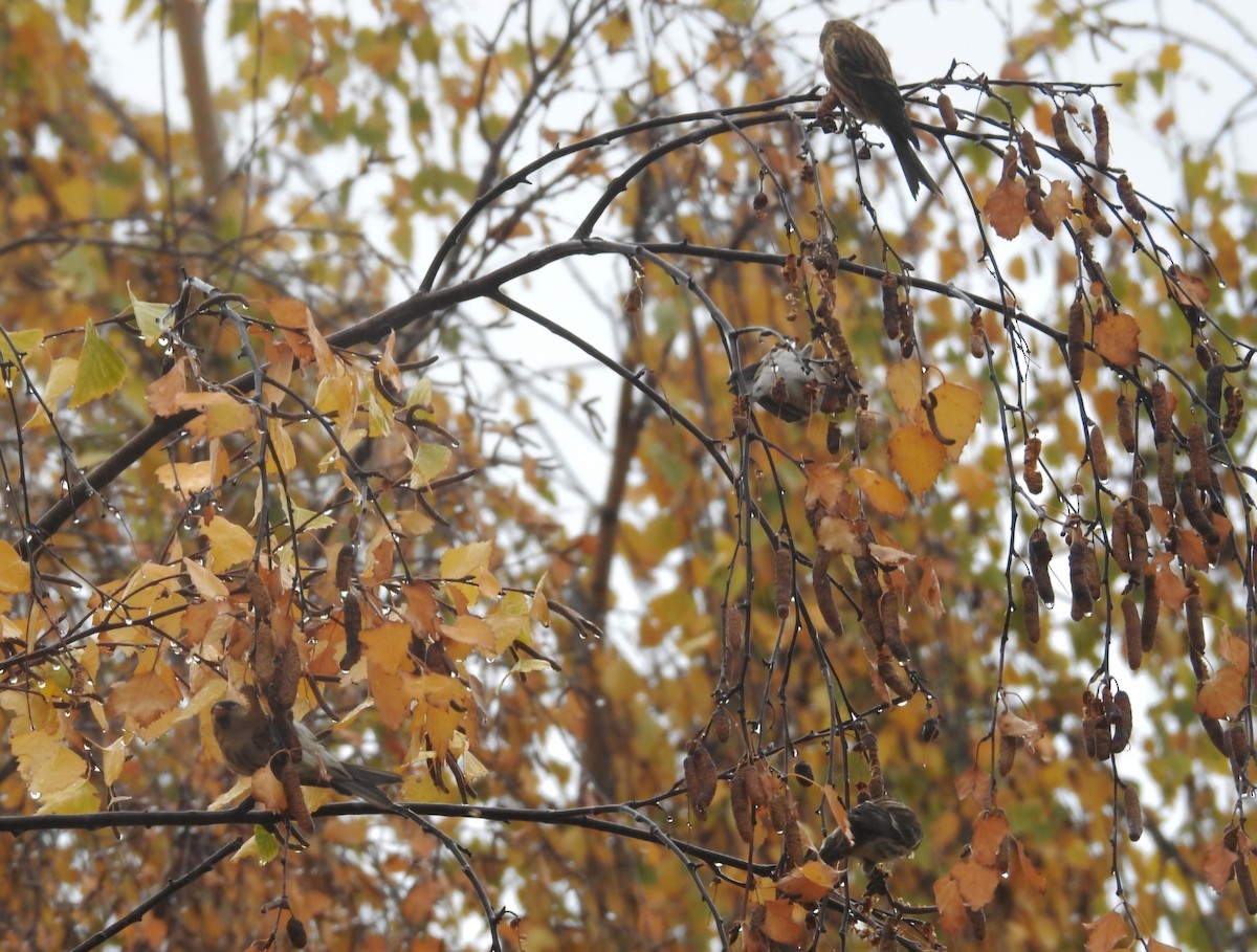 Дөлөн цэгцүүхэй - ML646702324