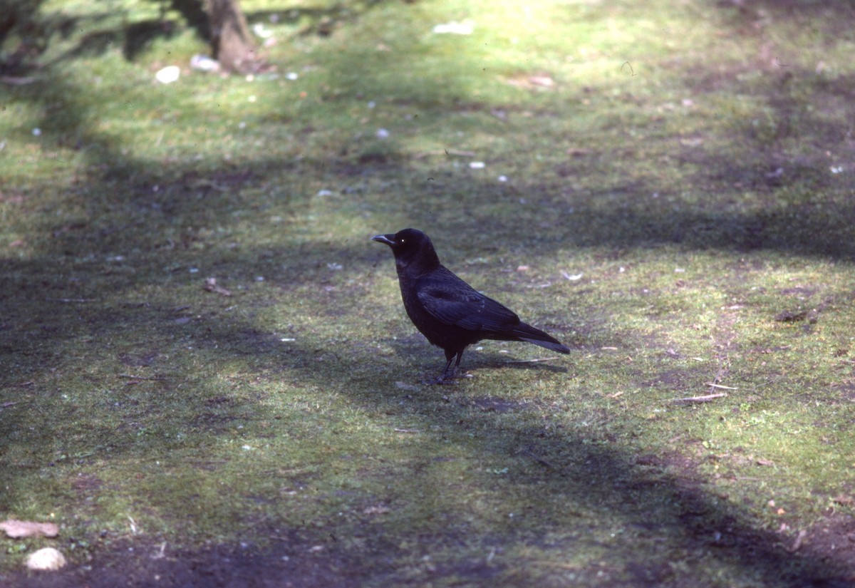 Американская ворона - ML646702325