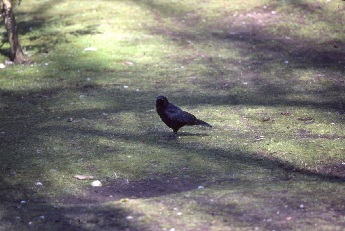 Американская ворона - ML646702326