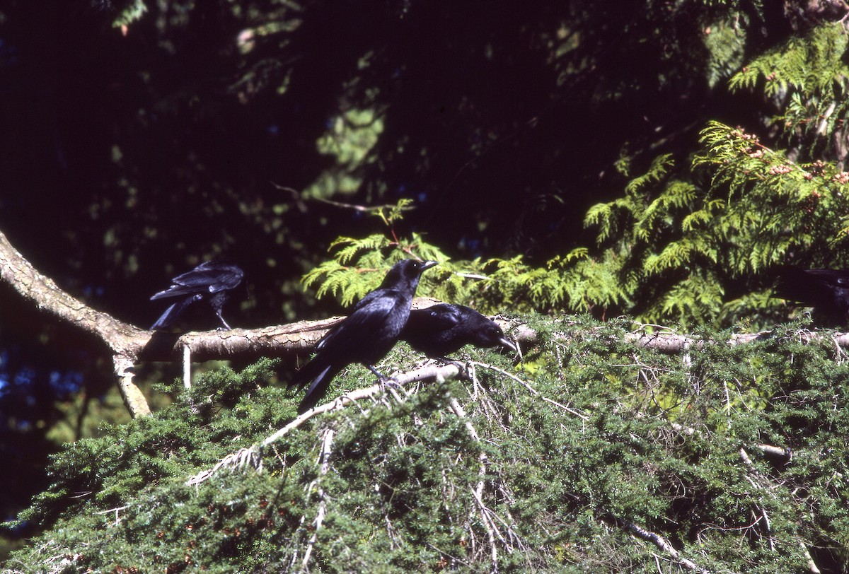 Американская ворона - ML646702327