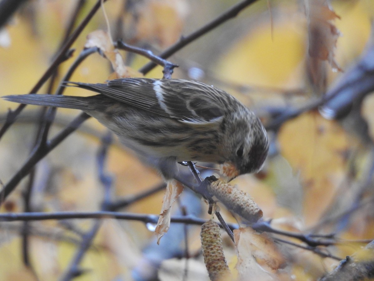 Дөлөн цэгцүүхэй - ML646702332