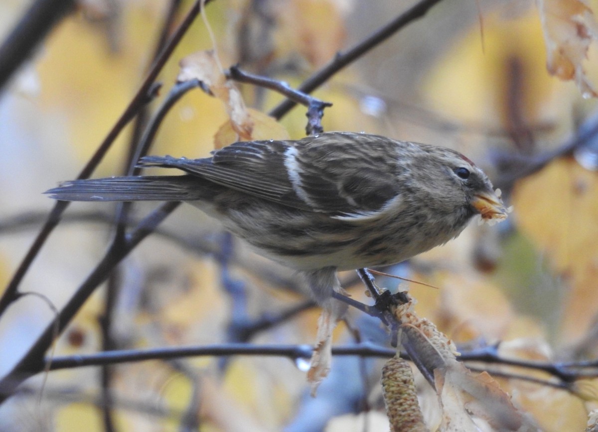 Дөлөн цэгцүүхэй - ML646702333