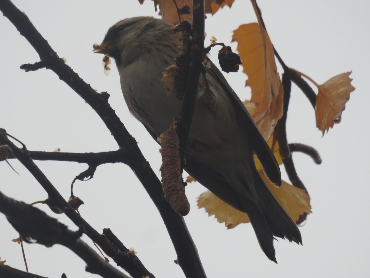 Дөлөн цэгцүүхэй - ML646702334