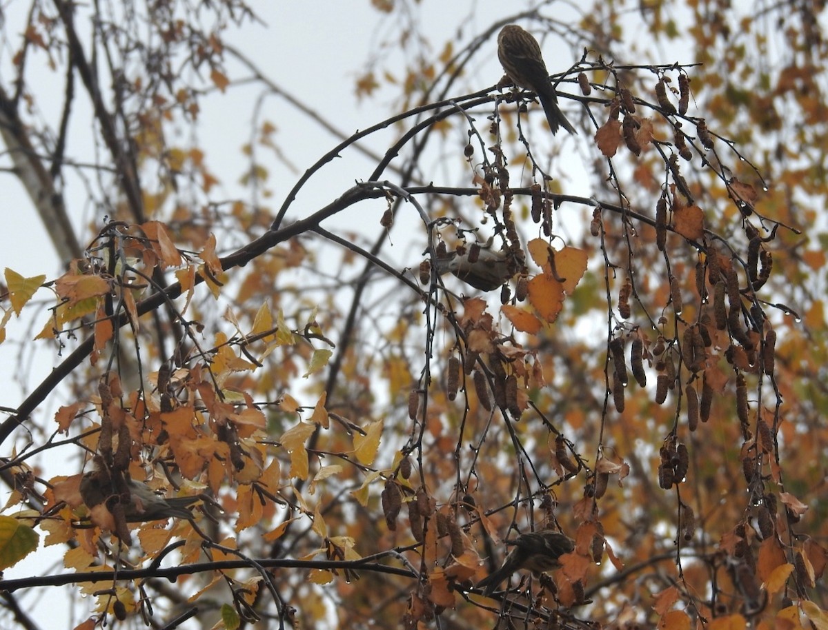 Дөлөн цэгцүүхэй - ML646702335