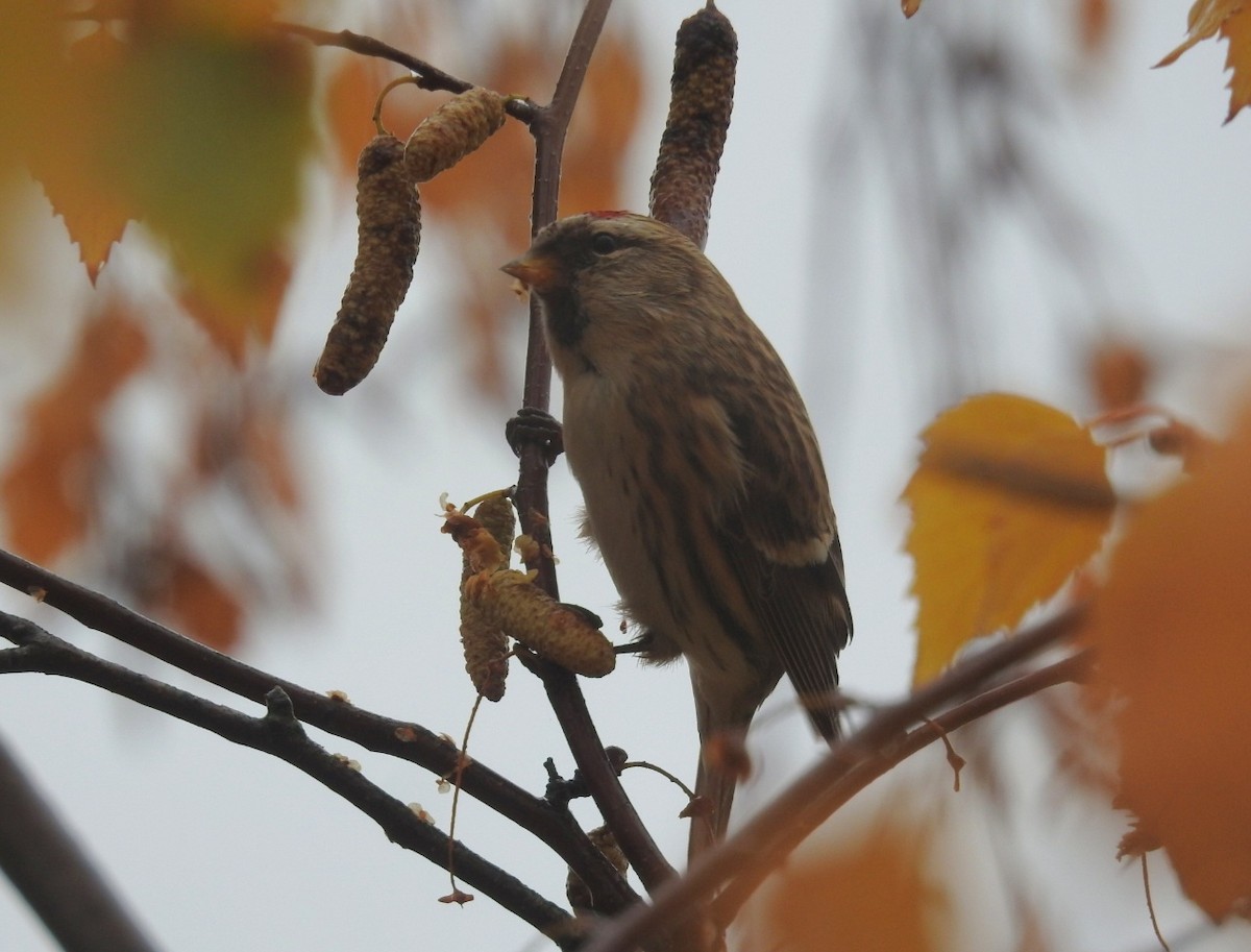 Дөлөн цэгцүүхэй - ML646702336