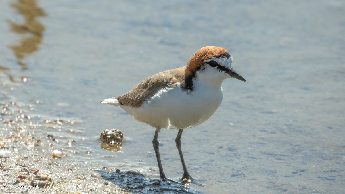 Red-capped Plover - ML646702340