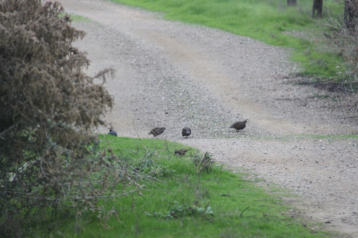 California Quail - ML646702342