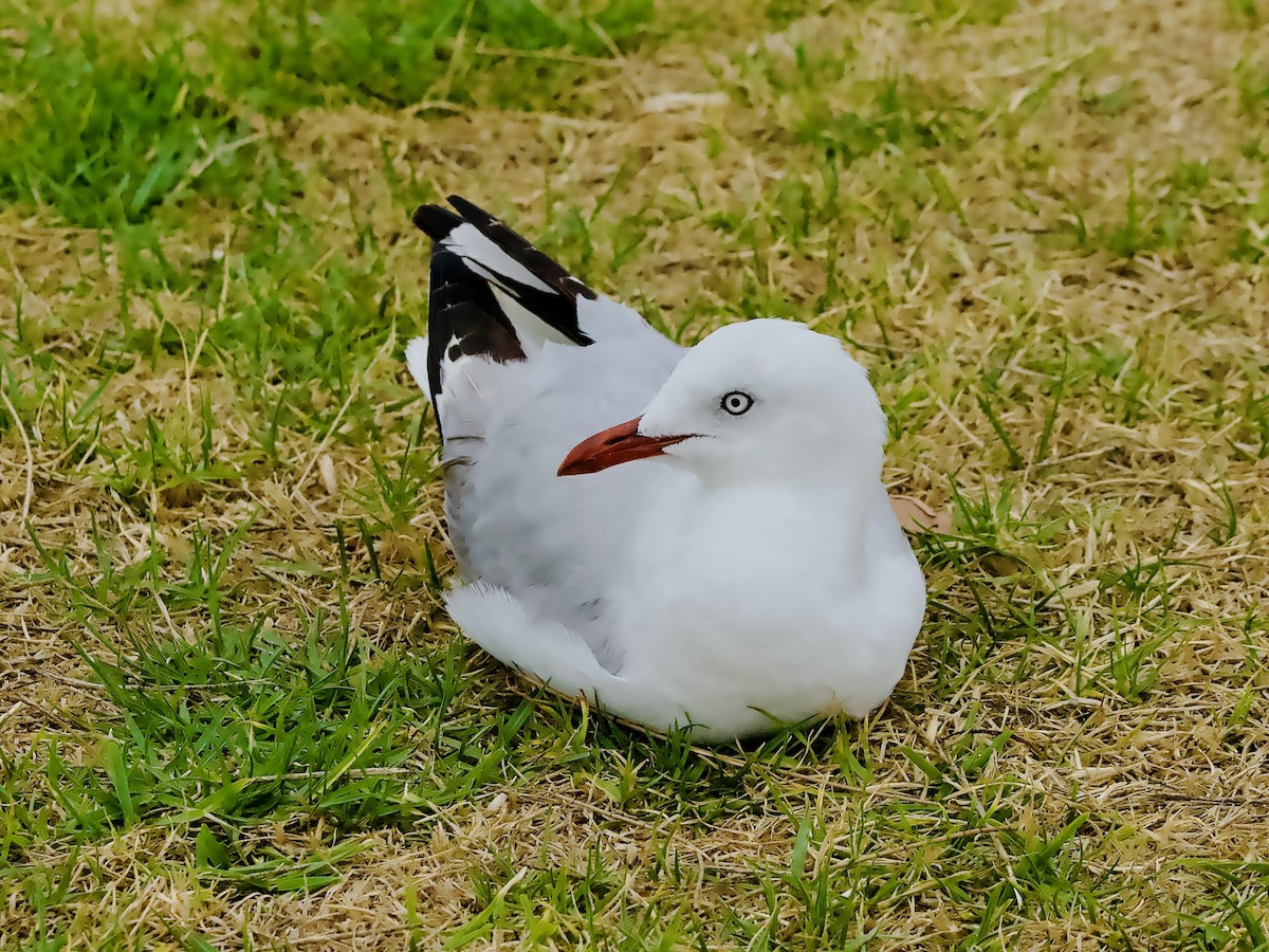 Silver Gull - ML646702351