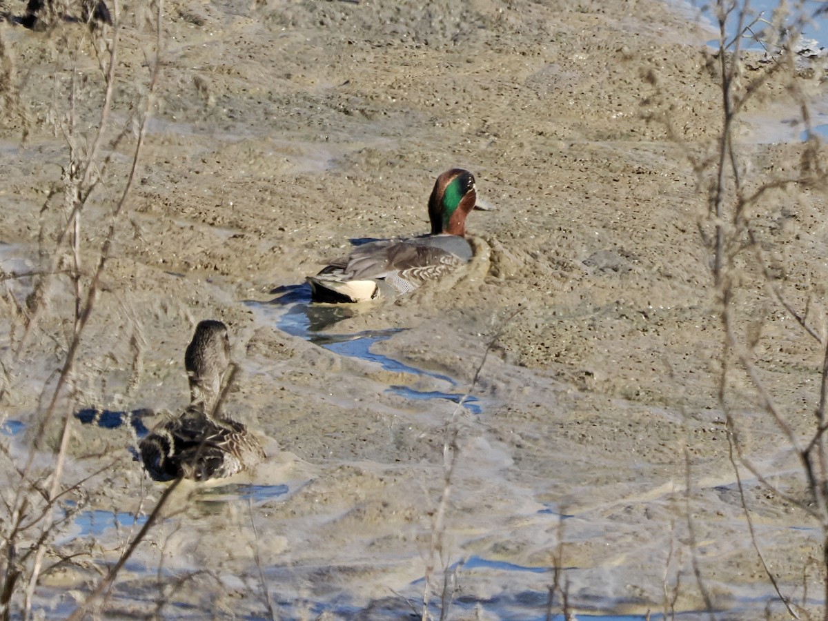 Green-winged Teal - ML646702354