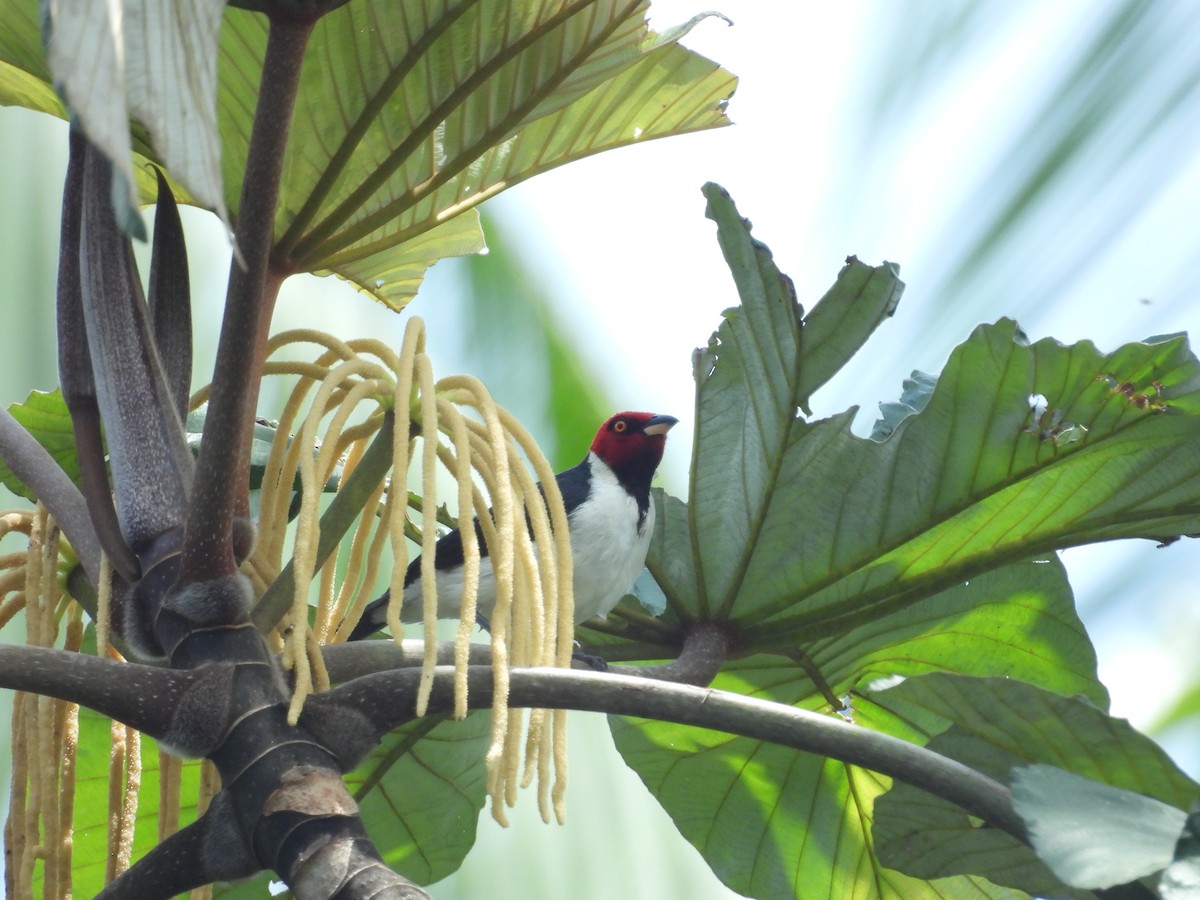 Red-capped Cardinal - ML646702360