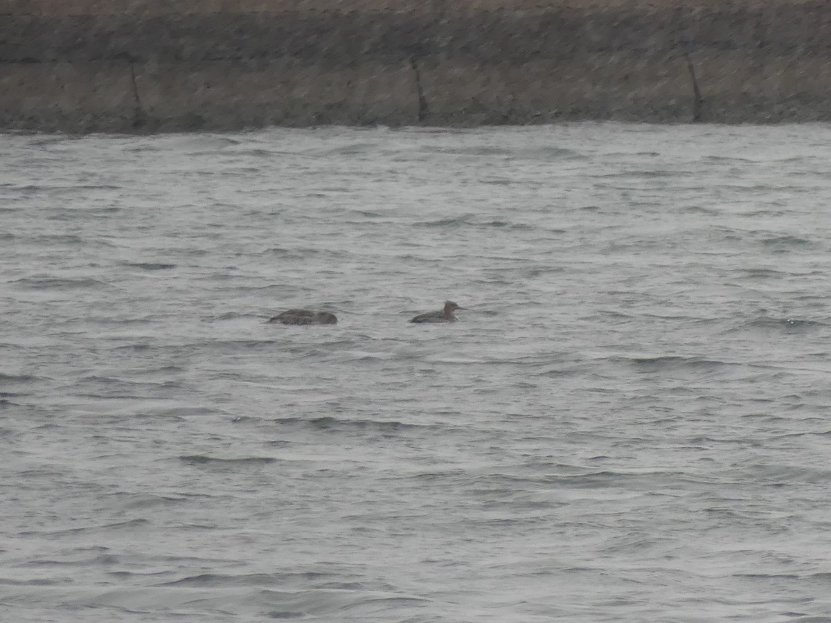 Serreta Mediana - ML646702362