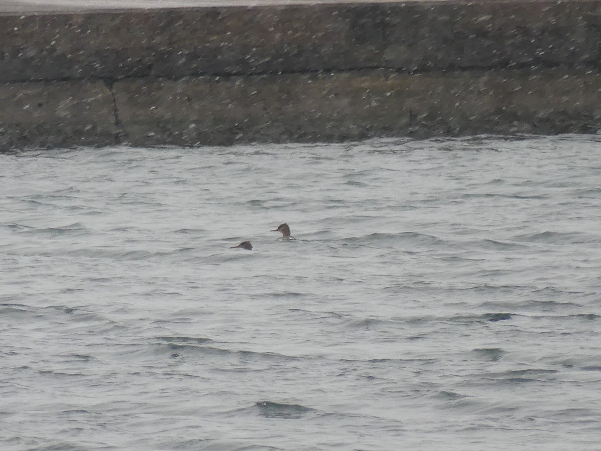 Serreta Mediana - ML646702363