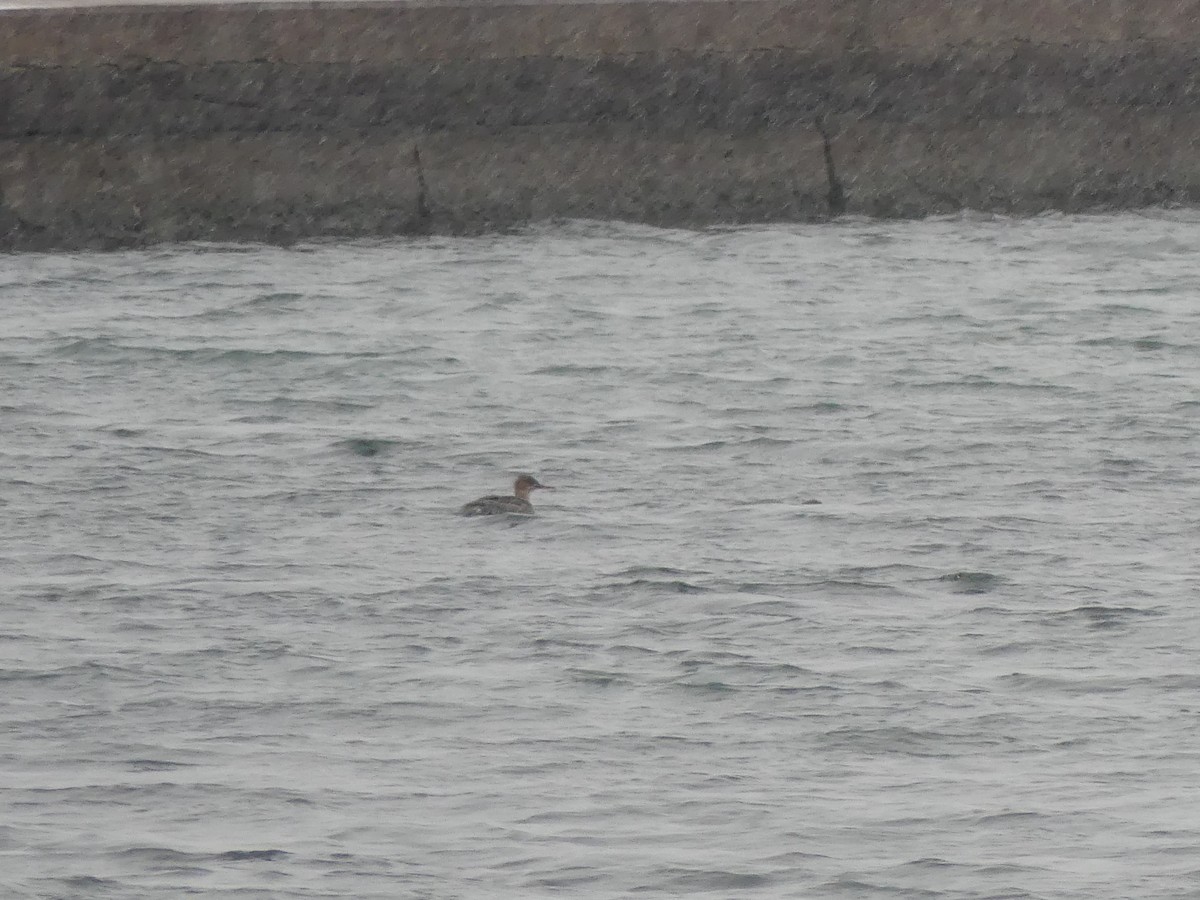 Serreta Mediana - ML646702364