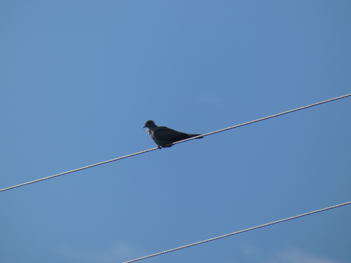 Буулгат хүүрзгэнэ - ML646702365