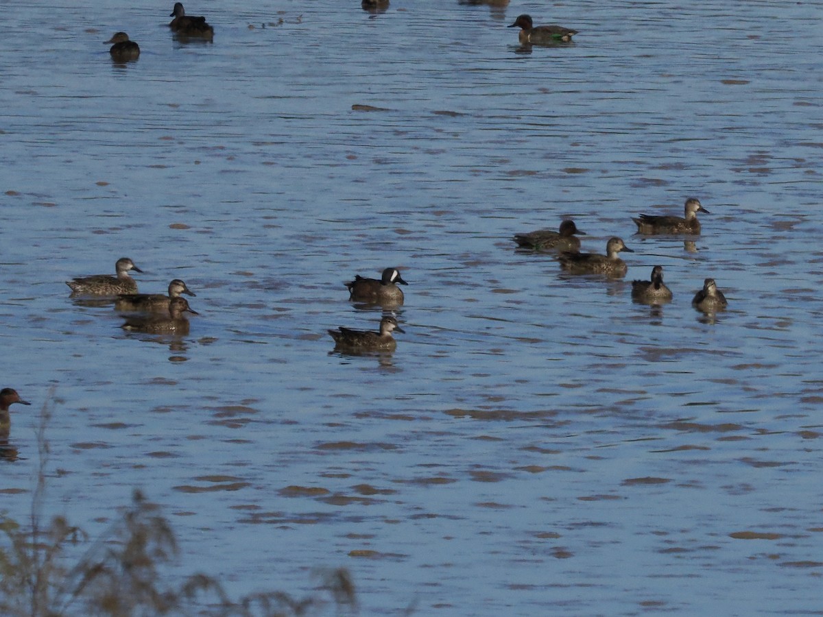 Zertzeta hegalurdina - ML646702366