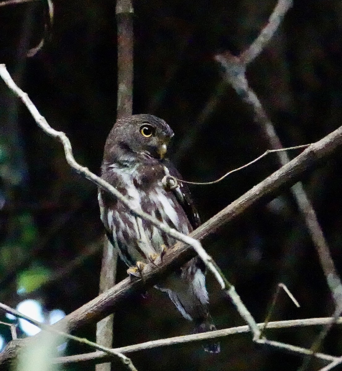 Ferruginous Pygmy-Owl - ML646702367
